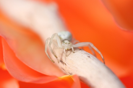 Thomisus white spider on a rose orangeの写真素材