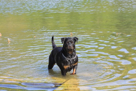 large female rottweiler after playing in waterの写真素材