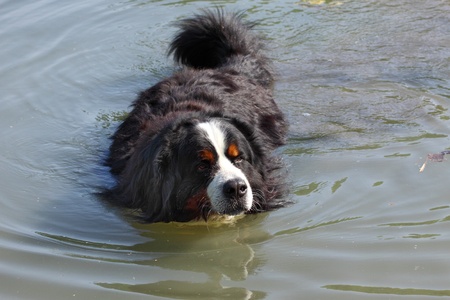 Bernese mountain dog beautiful swimming in the lake water (bouvier bernois)の写真素材
