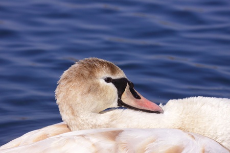 a young mute swan make her toilet. his attitude is softの写真素材