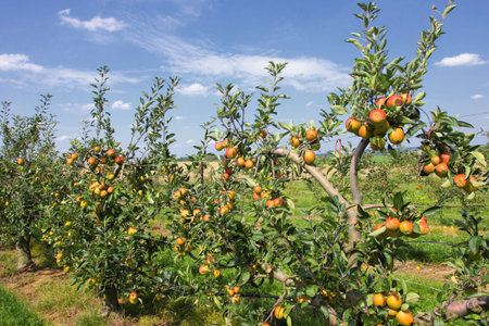 apple trees laden with fruit in an orchard in the sun