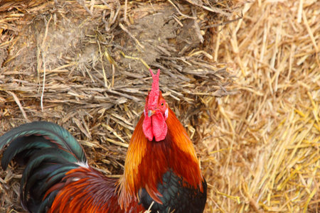 beautiful colorful rooster in a farmyard in France