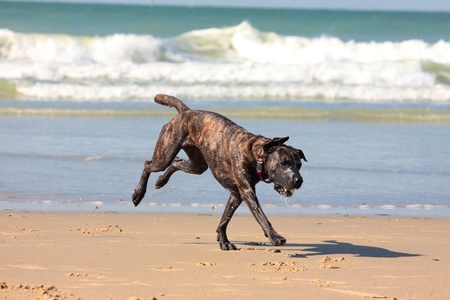 dog playing ball on the beach in summerの写真素材