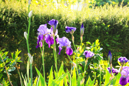 Group of purple irises in spring sunny day. Selective focus. 
