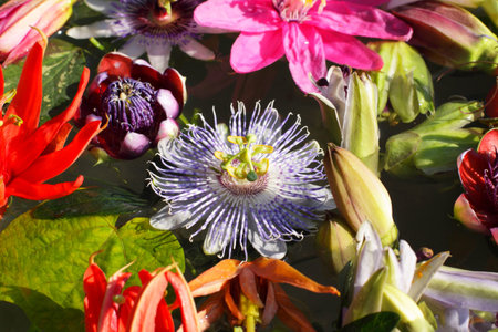 different colored passionflowers, passion flower, floating on water
