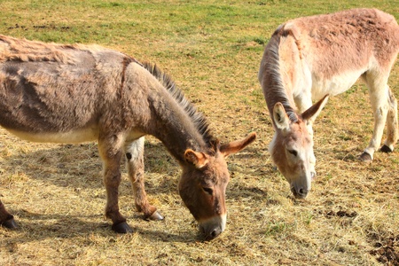 quiet donkey in a field in springの写真素材