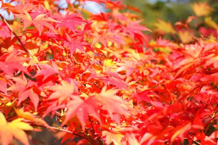 maple in autumn with red and orange leaves