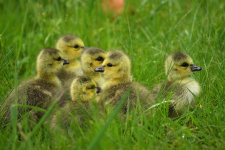small Canada geese walking in green grassの写真素材