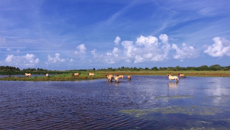 Henson horses in the marshes in bays of somme in franceの写真素材
