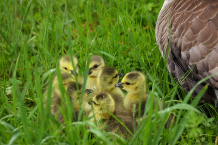 small Canada geese walking in green grass