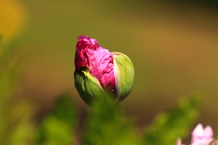 closeup of a flower bud of poppy pinkの写真素材