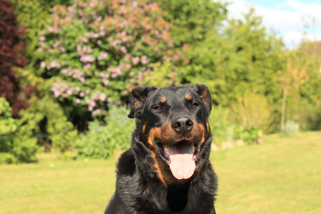 portrait of a purebred french sheepdog beauceron の写真素材