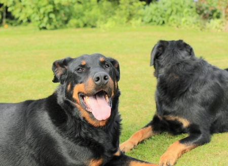 portrait of a purebred french sheepdog beauceron の写真素材