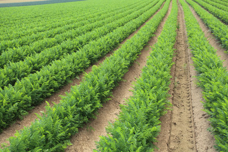 cultivation of carrots in the sand in a field in Normandy