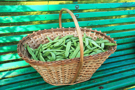 flat green beans and purple in the garden in a wicker basket