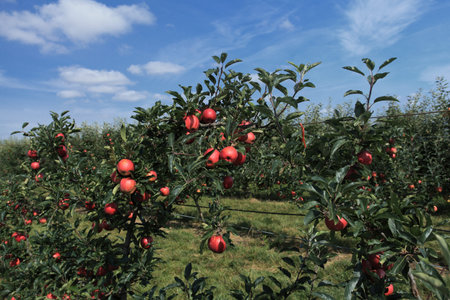 apple orchard