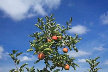 apple orchardの写真素材