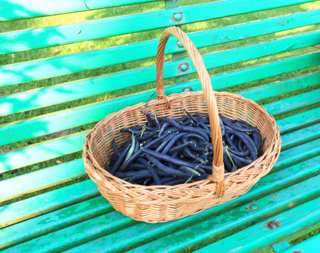 purple green beans in the garden in a wicker basket