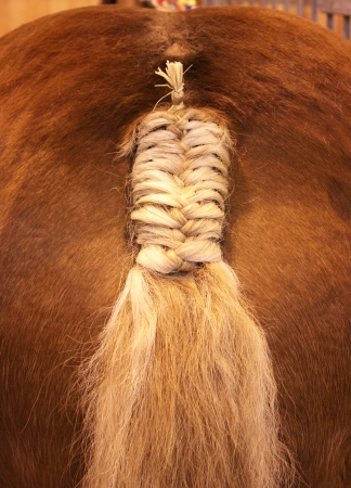 braided ponytailの写真素材
