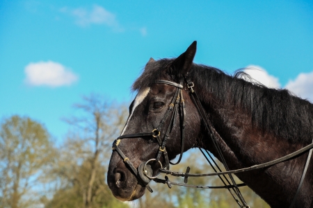 portrait of a horse thoroughbred Englishの写真素材