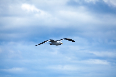 seagull in flightの写真素材