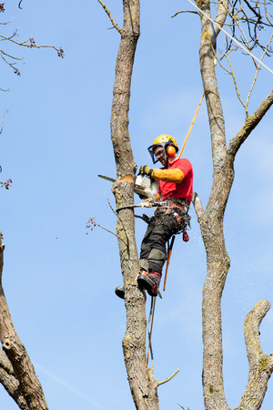 An arborist cutting a tree with a chainsaw の写真素材