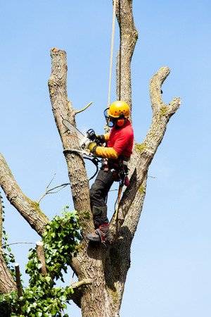 An arborist cutting a tree with a chainsaw の写真素材