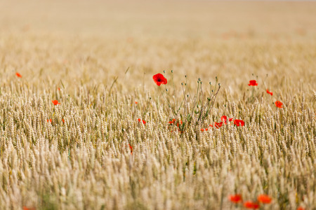 poppies in a field of wheatの写真素材
