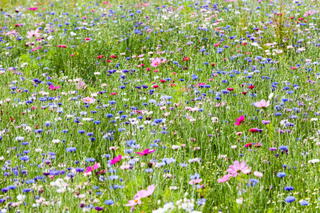flower meadowの写真素材
