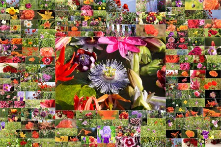 collage of many flowers photoの写真素材