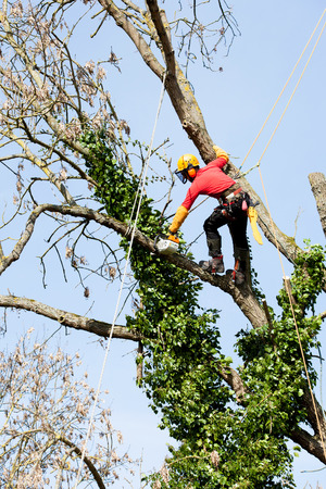 An arborist cutting a tree with a chainsaw の写真素材