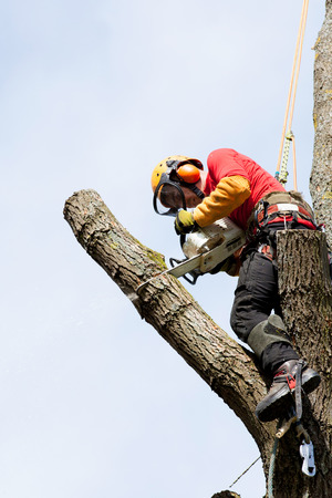 An arborist cutting a tree with a chainsaw の写真素材
