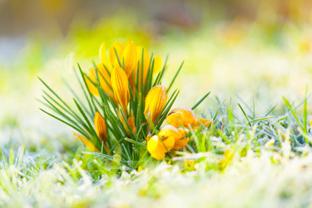 crocus yellow in the morning frost