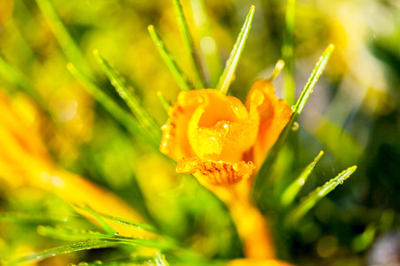 crocus yellow in the morning frostの写真素材