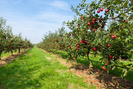 apple orchardの写真素材