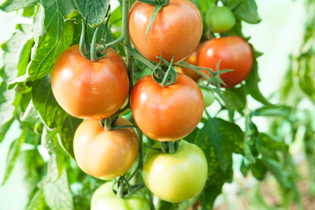 Organic tomatoes in a greenhouseの写真素材