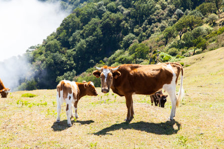 Cow and veal pasture in the mountains madeiraの写真素材