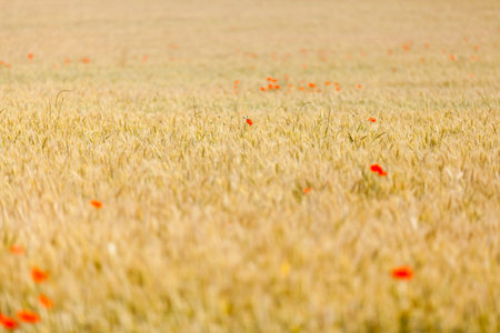 poppies in a field of wheatの写真素材