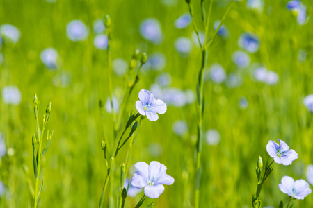 blue flax field closeup at spring shallow depth of fieldの写真素材