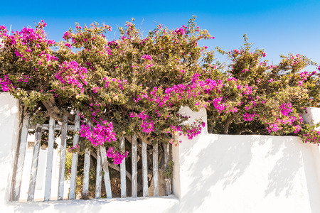 typical architecture of houses on the island of Santorini in Greece in the Cycladesの写真素材
