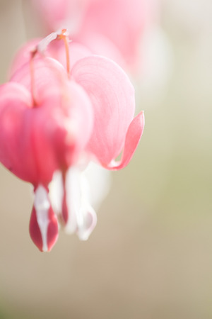 Soft focus of heart-shaped Bleeding heart flower pink and white color in summer. Blurred garden background.の写真素材