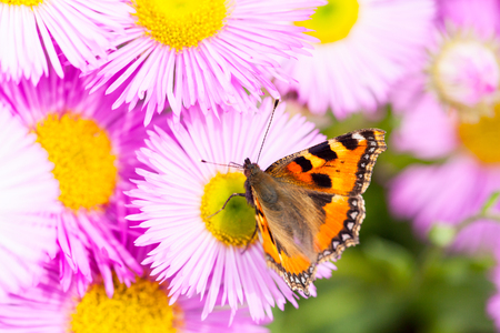 Small tortoiseshell (Aglais urticae) on a Mexican fleabane or Erigeron karvinskianus in flower.の写真素材
