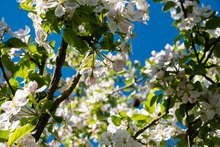 apple orchard in bloom in spring under the sun and blue sky