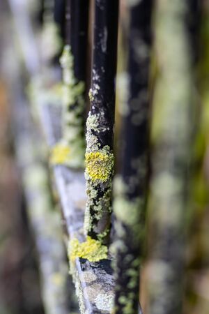 detail of an old rusty wrought iron gateの写真素材