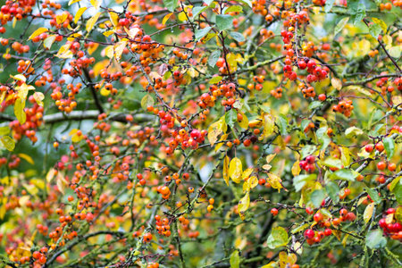Ornamental apple tree with apples, Malus Everest in autumn