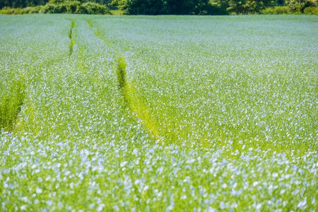 Large field of flax in bloom in springの写真素材