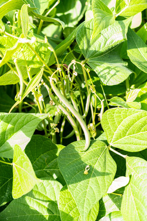 growing green beans in a permaculture garden in summer