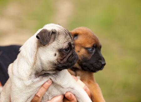 pug puppy and malinois cross puppy and bull mastiff in the hand of their mistressの写真素材