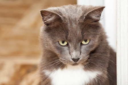 Portrait of a pretty chartreux cat with long hairs and yellow eyes.