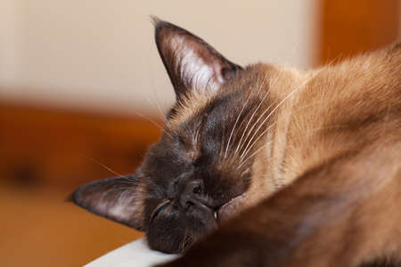 Portrait of a Siamese cat with beautiful blue eyes which is resting and sleeping on the bedの写真素材